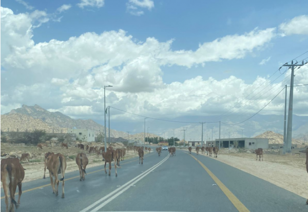 بالصور - الأبقار السائبة على طرقات ثلوث المنظر خطر يُهدد سالكي الطريق