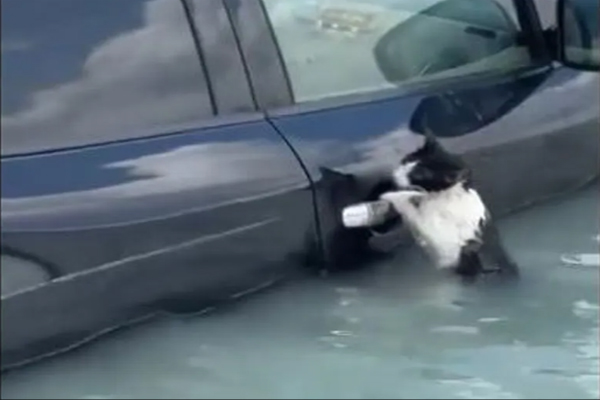 فيديو إنقاذ قطة كادت تغرق في مياه سيول دبي يحصد تداولاً واسعًا