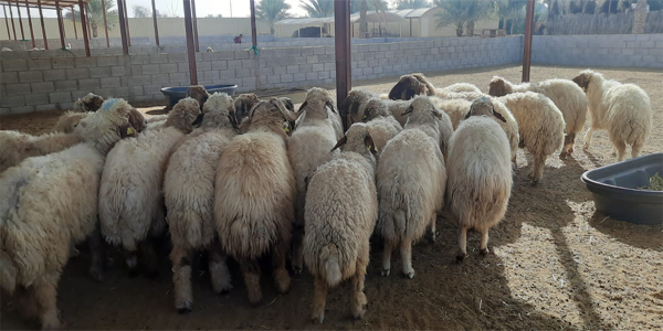البيئة تطلق خدمة ترخيص التربية الريفية للماشية