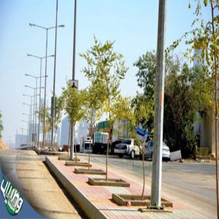 أمانة #الرياض تُخصص شوارع محددة لزراعة الزيتون والسدر واللوز والمورينجا