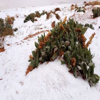 انخفاض درجات الحرارة في المناطق الشمالية و #عرعر و #طريف تتشحان البياض