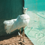 "الحياة الفطرية" تسجل أول طائر حبارى بري أبيض في المملكة