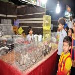 "محايل عسير" طفل يتاجر في الطيور النادرة لمساعدة عائلته