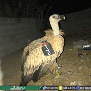 الهيئة السعودية للحياة الفطرية تتفاعل مع خبر طائر إفريقي في قُرى آل حديله