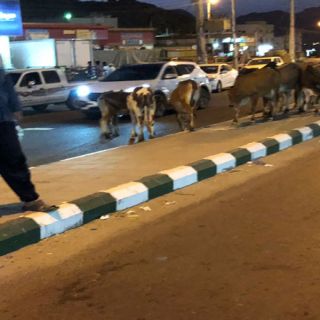 الابقار السائبة في ثلوث المنظر ..قطاع طرق تتربص بقائدي المركبات