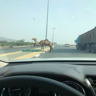 في #بارق الجمال السائبة تتربص بقائدي المركبات على الطريق الدولي