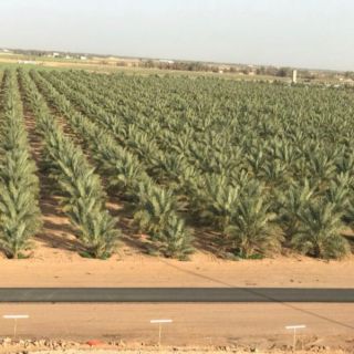 فوز أربعة مزارع من البكيرية بجائزة الأمير د.فيصل بن مشعل للمزرعة النموذجية