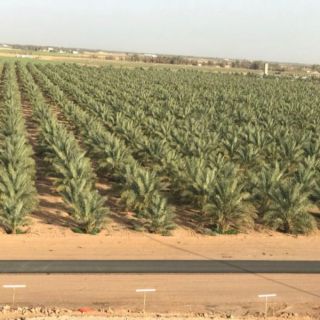 فوز أربعة مزارع من البكيرية بجائزة الأمير د.فيصل بن مشعل للمزرعة النموذجية