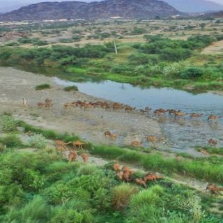 جمال وادي يبه غرب مُحافظة #المجاردة يستهوي عشاق الطبيعة