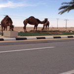حدائق شوارع رفحاء مرتعاً للأبل السائبة