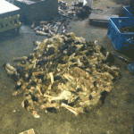 عمالة "أسيوية" تذبح الكلاب وتقدمها وجبات لمطاعم في محافظة جدة