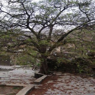 سمو أمير عسير يوجه بالحفاظ على شجرة عمرها 500 عام في #رجال_المع