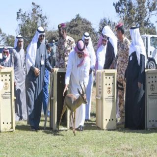 الأمير تركي بن طلال يطلق عددًا من الوعول والظباء العربية المهددة بالانقراض