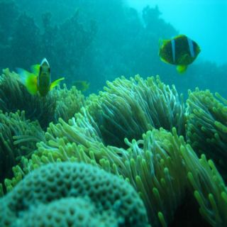 محطة توليد جنوب جدة تفوز بجائزة مكة للتميز نظير مبادرة استزراع الشعب المرجانية