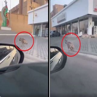فيديو - ضبع في وضح النهار يتجول في إحدى شوارع المجاردة