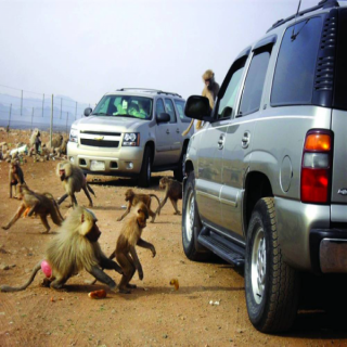المركز الوطني لتنمية الحياة الفطرية يدعو للتوقف عن تقديم الطعام لقرود البابون