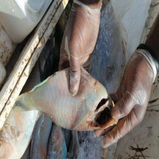 #أمانة_جدة تغلق 90 موقع بالقوزين وتصادر 520 كيلو من الأسماك الفاسدة