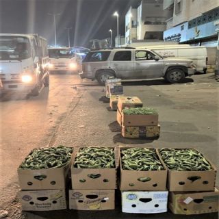 #أمانة_جدة تصادر 5 طن فاكهة وخضروات من البائعين الجائلين