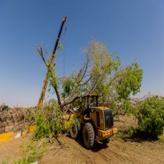 بيئة القصيم تسهم في إعادة غرس شجرة لبخ يصل عمرها نحو 60 عاماً