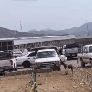 فيديو - هروب جماعي لعمالة مُخالفة بسوق المواشي في محايل عسير