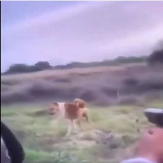 فيديو - شخص يطلق النار على كلب ومُطالبات بالقبض عليه