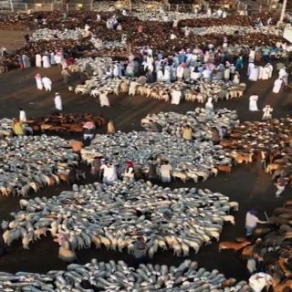 اسواق الأغنام في مكة المُكرمة تشهد اقبال كبير على الأغنام المستوردة