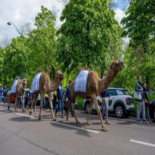 المملكة تُشارك في مسيرة الإبل بباريس