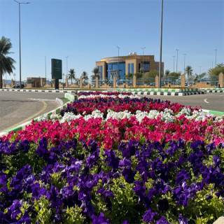 بلدية ضرية تُزيّن الشوارع والميادين بـ 50 ألف زهرة ووردة