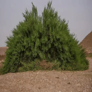 في #الحدود_الشمالية اللوز البري العربي يرسم لوحة طبيعية تنبض بالحياة