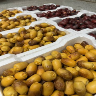 سوق التمور في المدينة المنورة يشهد أولى طلائع الرطب