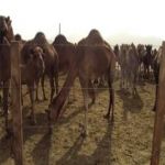 "امانة الرياض" حملة شاملة على أحواش الإبل العشوائية بعد 15يوم