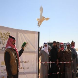 #أمانة_القصيم تواصل #مهرجان_القصيم_للصقور في نسخته التاسعة بالأسياح