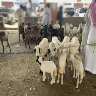 سوق الاغنام في المجاردة يشهد حركة تفاعلية بين البائعين والمشترين يحكمها العرض والطلب