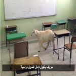 خروف يتجول داخل فصول دراسية