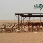 شرطة القصيم توقع بلص الأعنام في محافظة البدائع