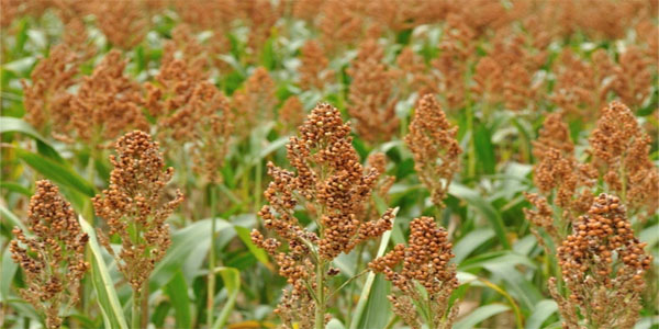  الذرة الحمراء إحدى المحاصيل الزراعية في المحافظة 